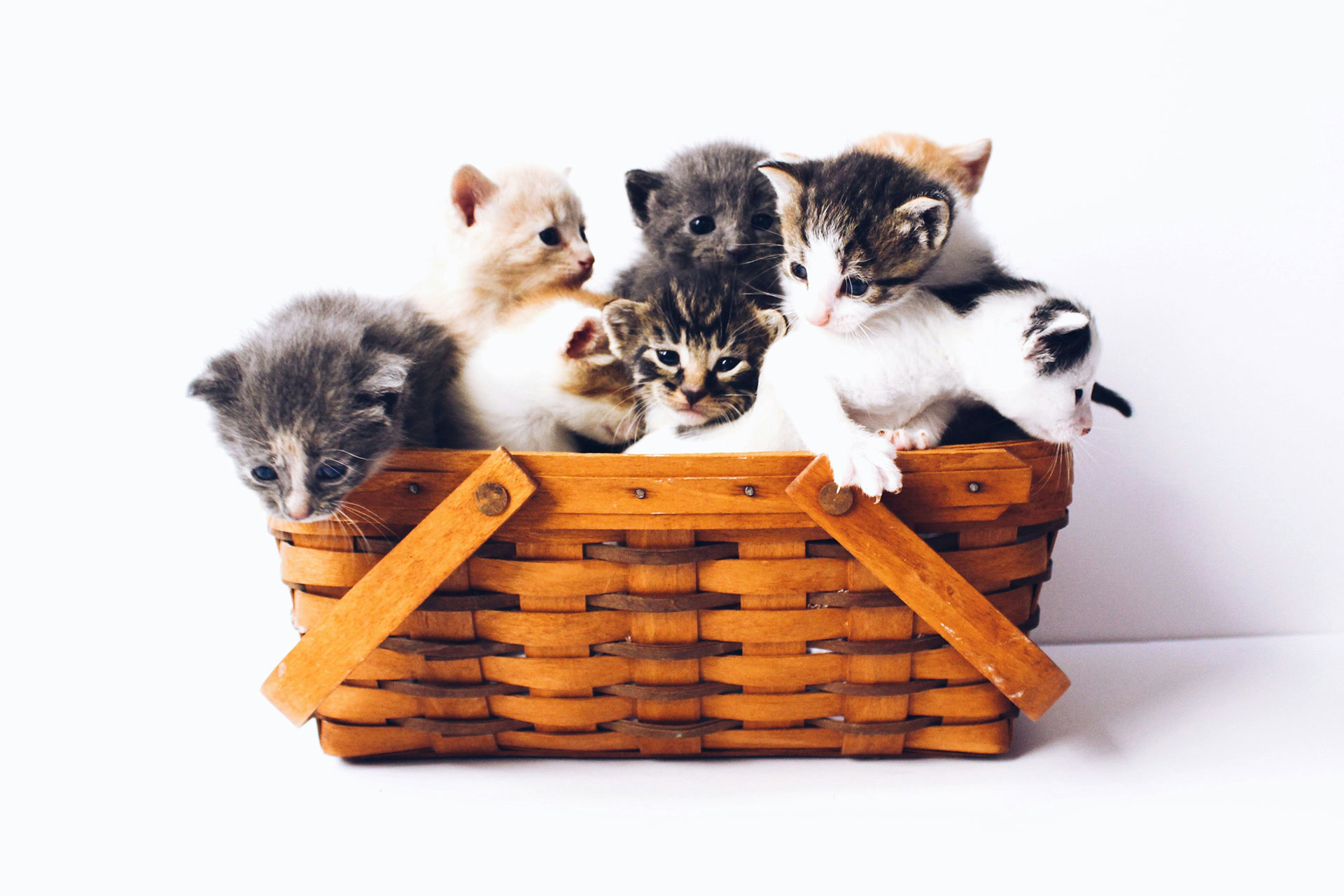 Pension pour chiens et chats, photo de chatons dans un panier