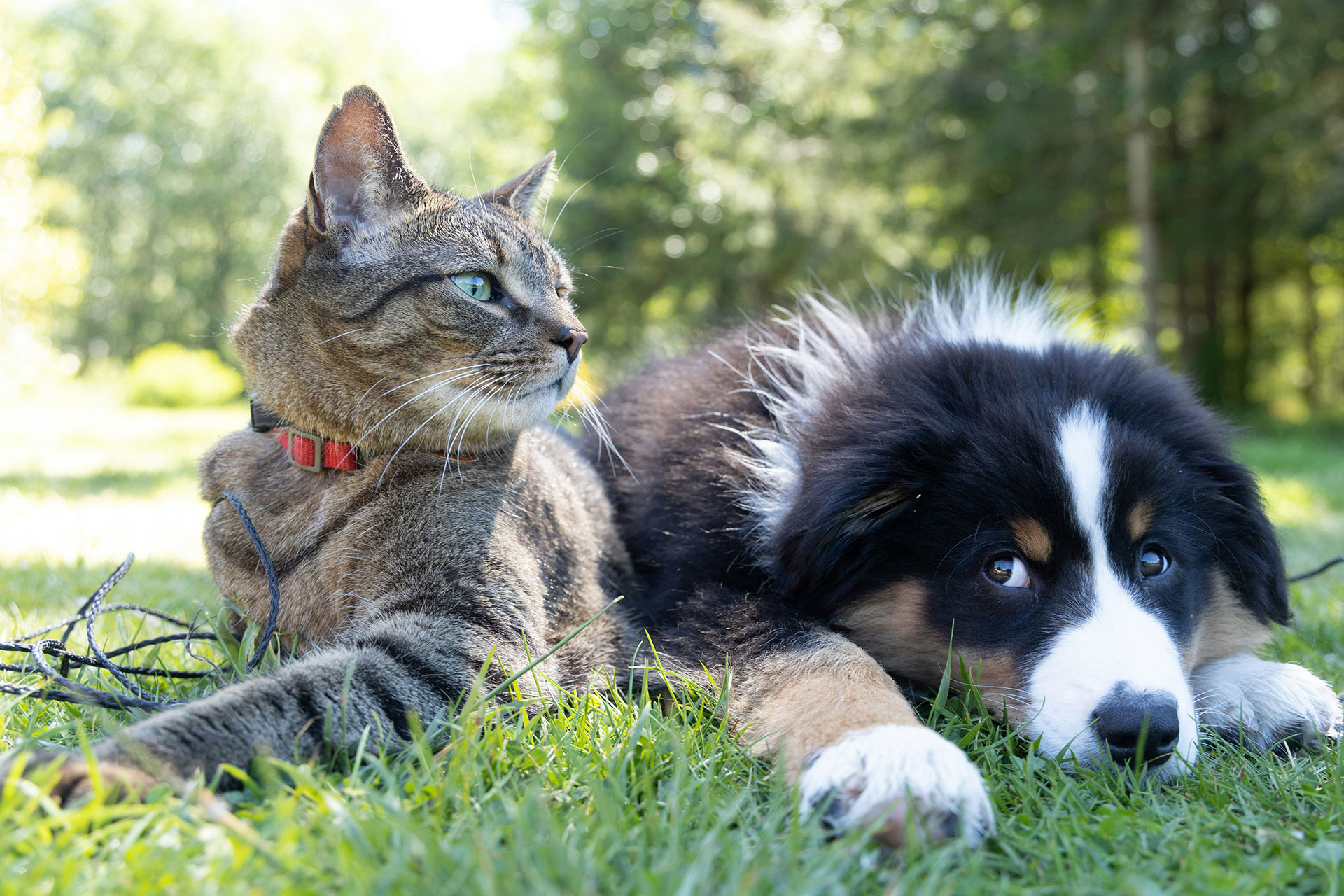 Pension pour chien et chat, Photo d'un chien et d'un chat